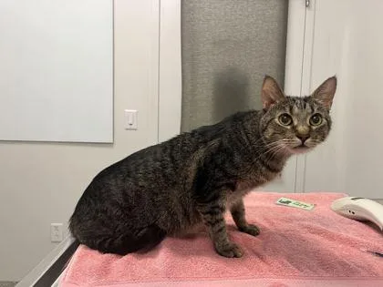 An adult large-sized male Brown / Chocolate Domestic Short Hair cat named Lucas for adoption in Kansas City, MO