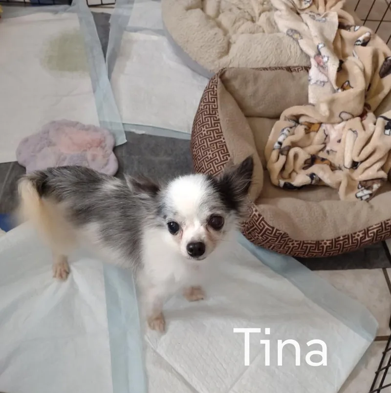 A senior small-sized female Chihuahua dog named Tina for adoption in Sioux Falls, SD