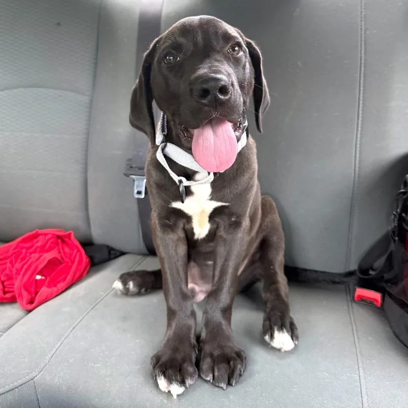 A baby small-sized male Black Labrador Retriever dog named Goose Di for adoption in Union, MO
