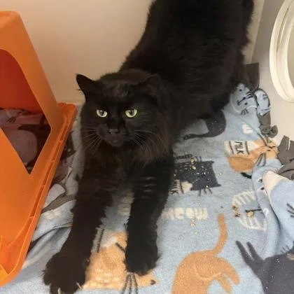Loki