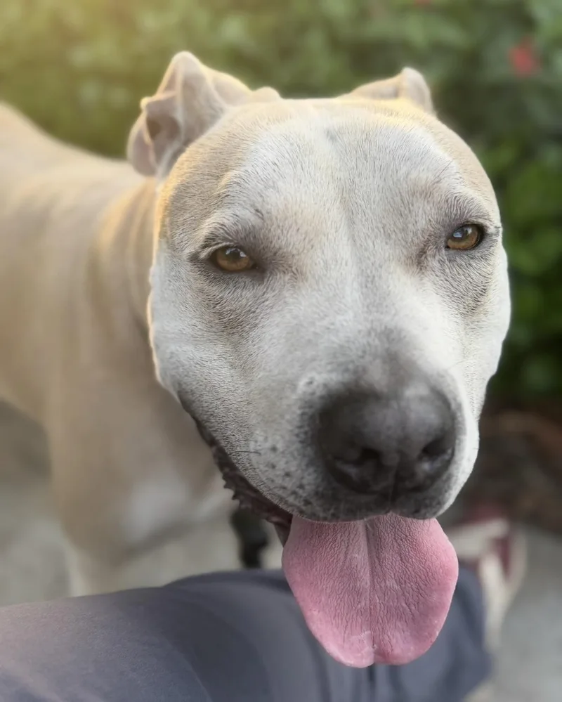 A young medium-sized male Gray / Blue / Silver American Staffordshire Terrier dog named Potato for adoption in Marina Del Rey, CA