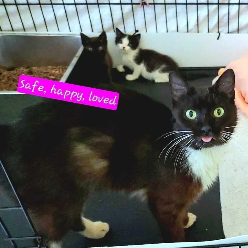 A baby small-sized male Black Domestic Short Hair cat named Clover for adoption in Jessup, MD