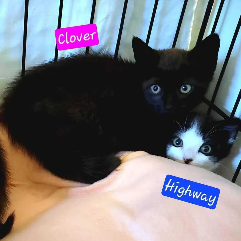 Clover thumbnail 2