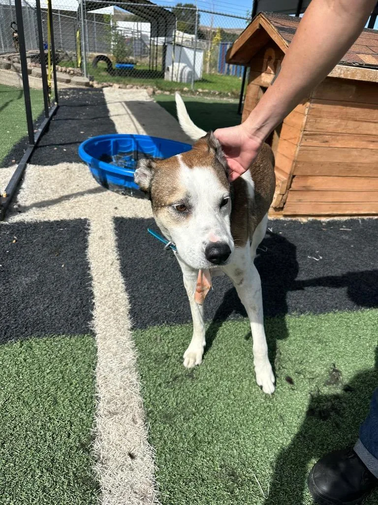 A senior large-sized male Pit Bull Terrier dog named Ion for adoption in Green River, WY