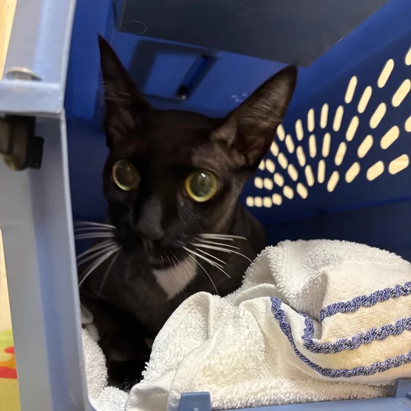 An adult large-sized female Black Domestic Short Hair cat named Tango for adoption in Springfield, MA