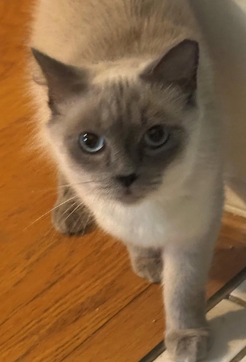 A young medium-sized female Siamese cat named Sara for adoption in Palo Alto, CA