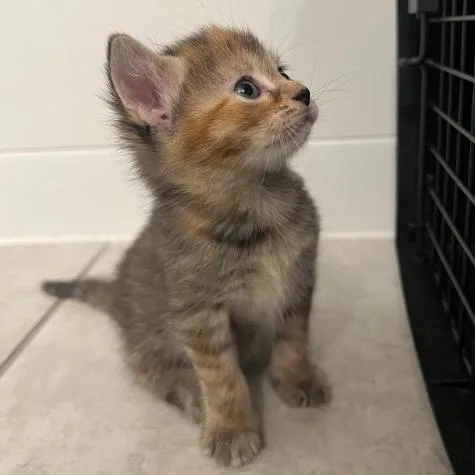 A baby small-sized female Tortoiseshell Domestic Short Hair cat named Belle for adoption in Mebane, NC