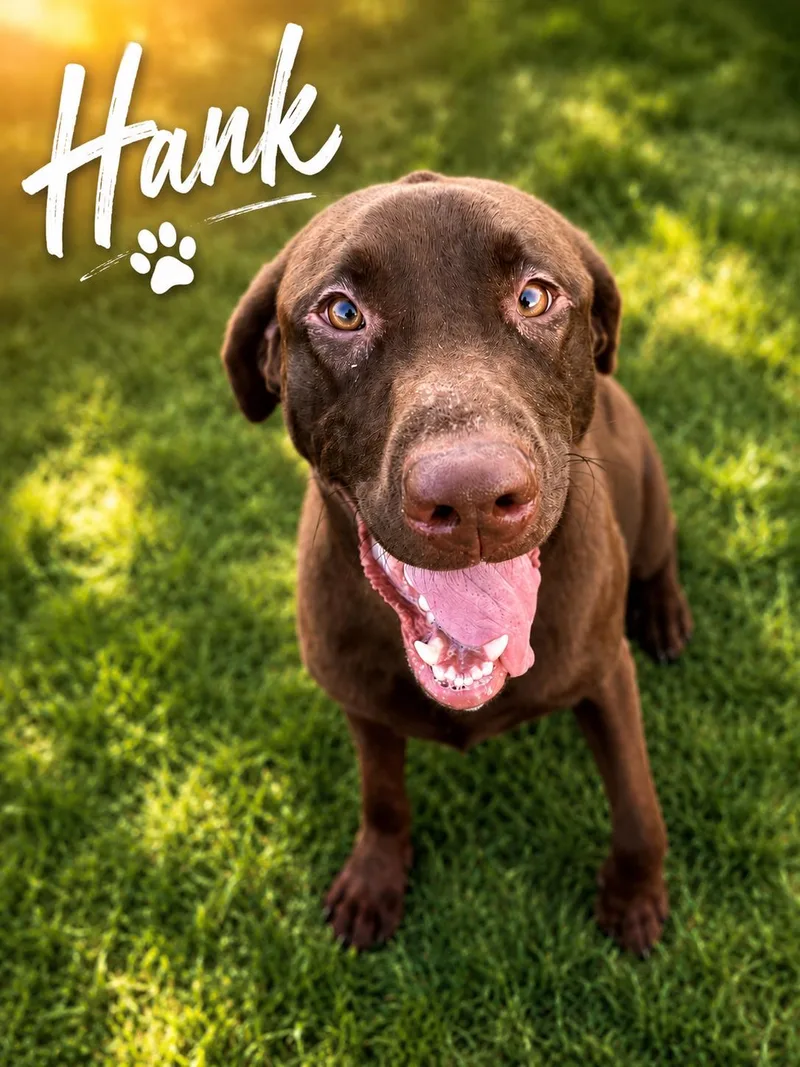 A baby large-sized male Chocolate Labrador Retriever dog named Hank for adoption in Indianapolis, IN