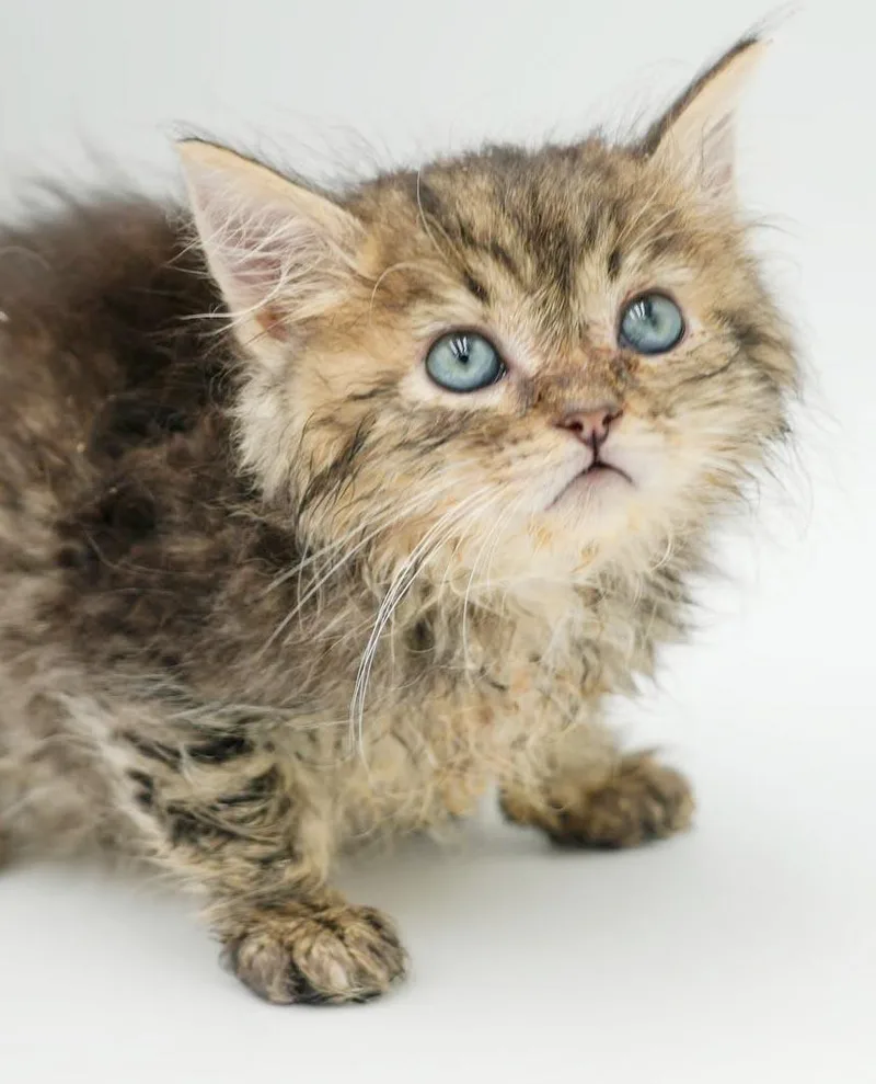 A baby small-sized male Tabby (Brown / Chocolate) Maine Coon cat named Forest is simply fantastic for adoption in Bedford Hills, NY