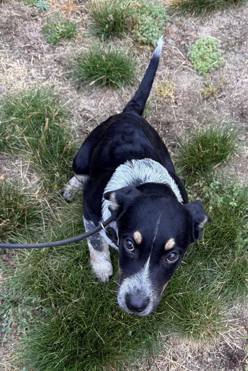 A baby medium-sized male Black Australian Cattle Dog / Blue Heeler dog named Simon for adoption in Carver, MA