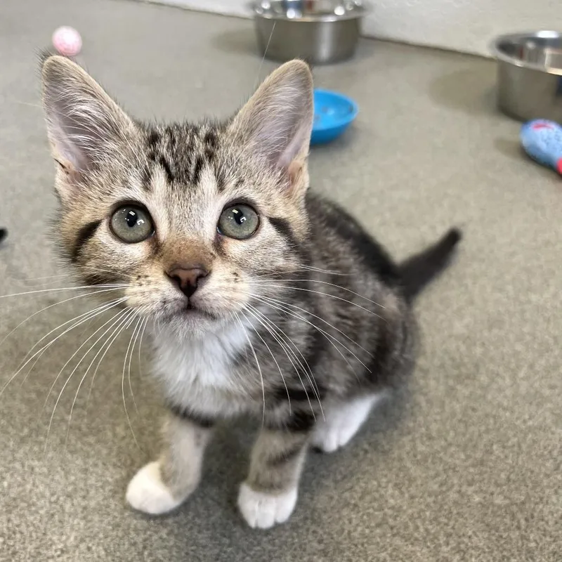 A baby small-sized female Black Domestic Short Hair cat named Baskin Robins for adoption in Carencro, LA