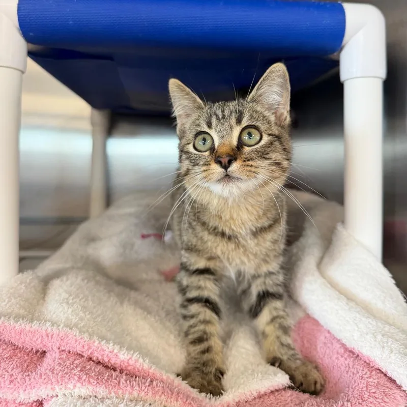 A baby small-sized female Brown / Chocolate Domestic Short Hair cat named Sage for adoption in Spanish Fork, UT