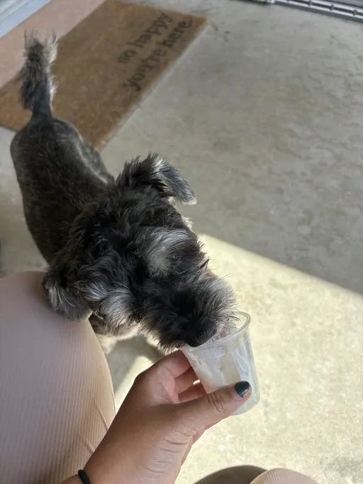 A young small-sized female Terrier dog named Camilla for adoption in Los Angeles, CA