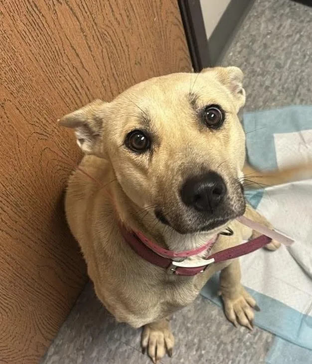 Garland Twist thumbnail 3