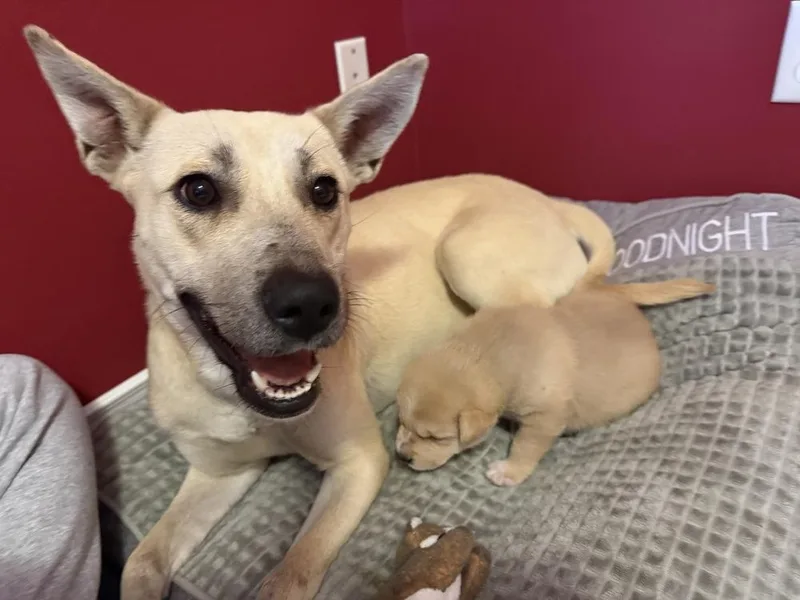 Garland Twist thumbnail 4