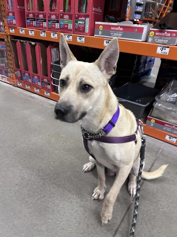 Garland Twist thumbnail 5