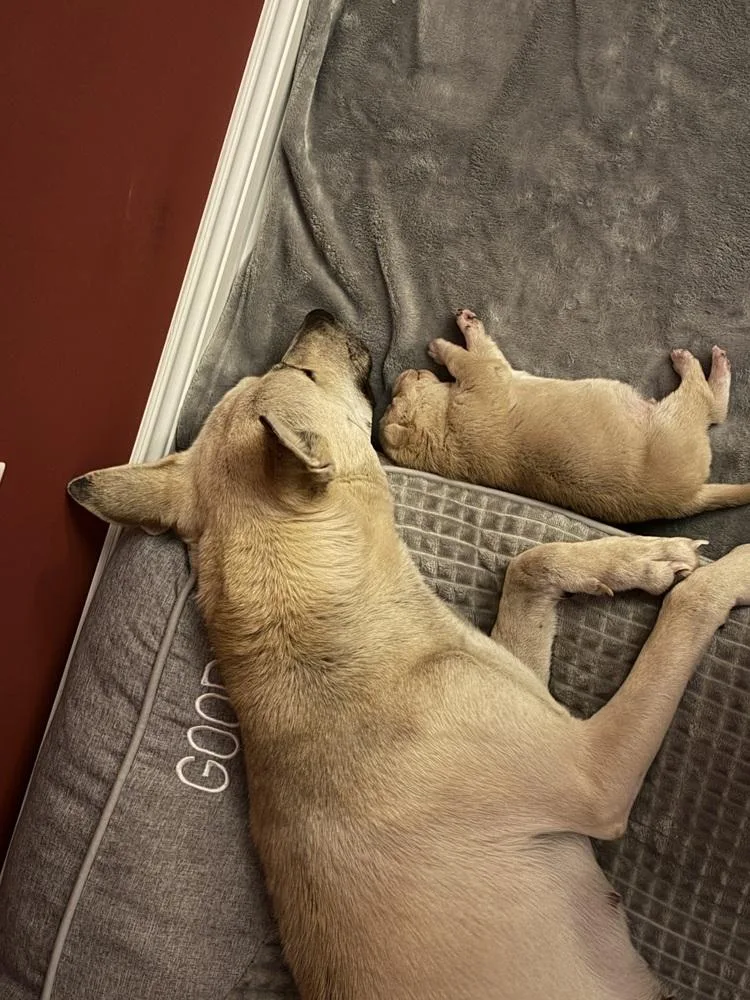 Garland Twist thumbnail 6