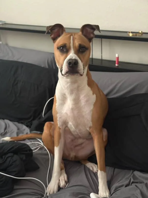 An adult medium-sized male Boxer dog named Giorgio for adoption in houston, TX