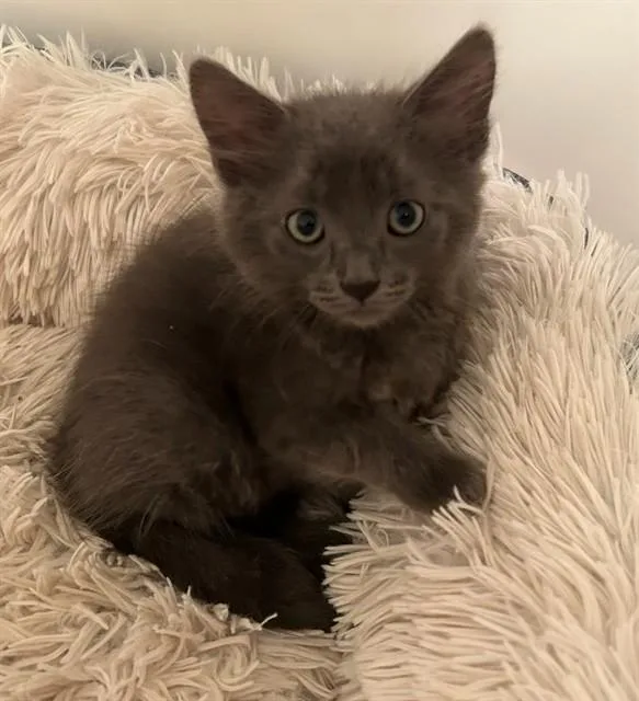 A baby small-sized male Domestic Short Hair cat named Uncle for adoption in Peoria, IL