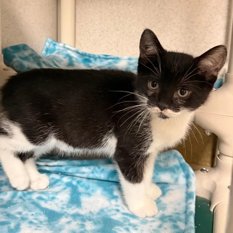 A baby small-sized male Black Domestic Short Hair cat named Lake for adoption in Naperville, IL