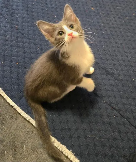 A baby small-sized female Domestic Short Hair cat named Pat Benatar for adoption in West Valley City, UT