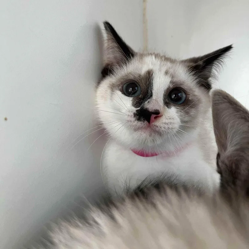A baby small-sized female Snowshoe cat named Anise for adoption in Oakland, CA
