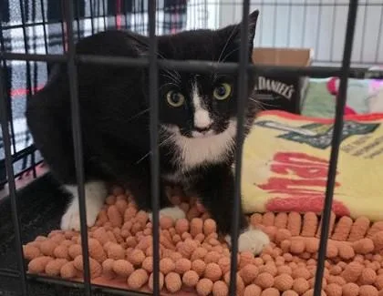A baby small-sized male Domestic Short Hair cat named Bug for adoption in Clinton, MO