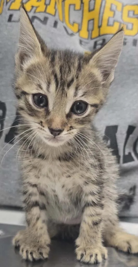 A baby small-sized female Domestic Short Hair cat named Bel for adoption in Hillsdale, IN