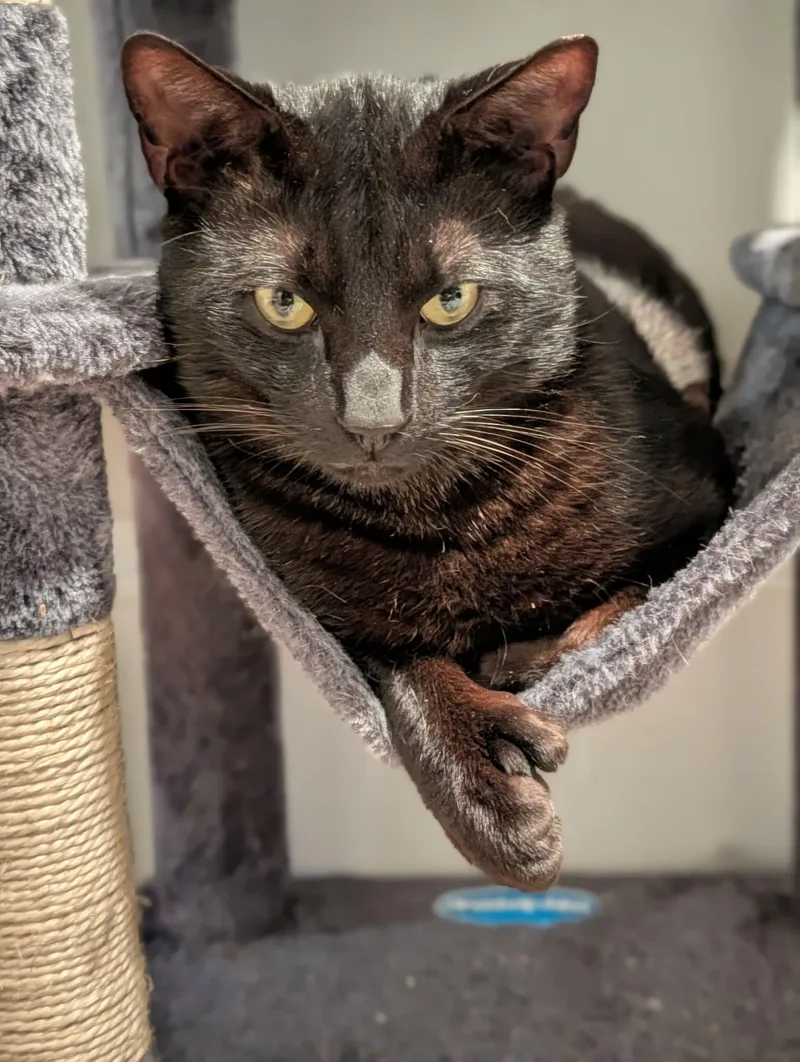 An adult medium-sized male Black Domestic Short Hair cat named Chestnut for adoption in Roslindale, MA