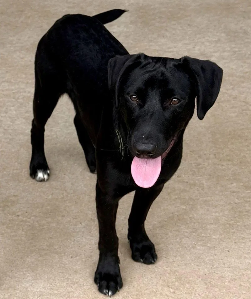 A young medium-sized male Labrador Retriever dog named Coal for adoption in Carrollton, GA