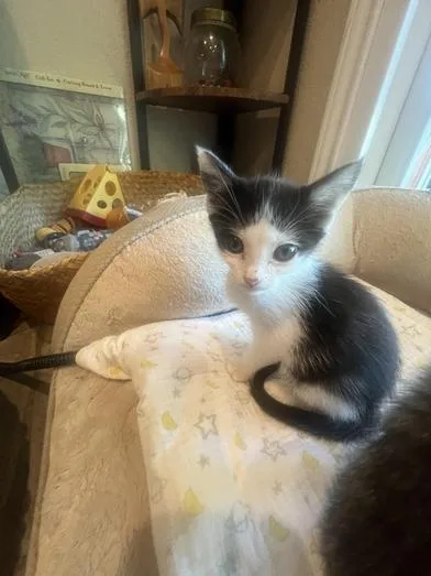 A baby small-sized female Domestic Medium Hair cat named Dottie for adoption in Liverpool, TX