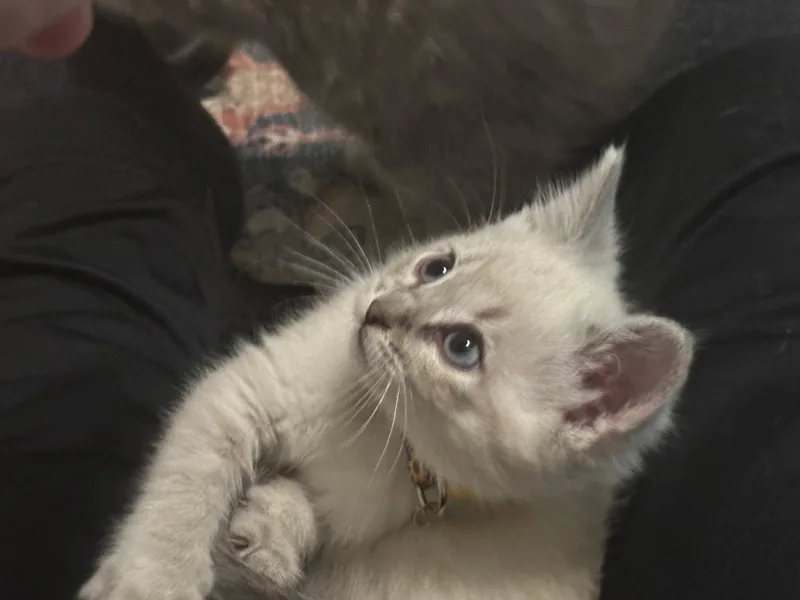 A young large-sized male Domestic Short Hair cat named Curly for adoption in Wheeling, IL