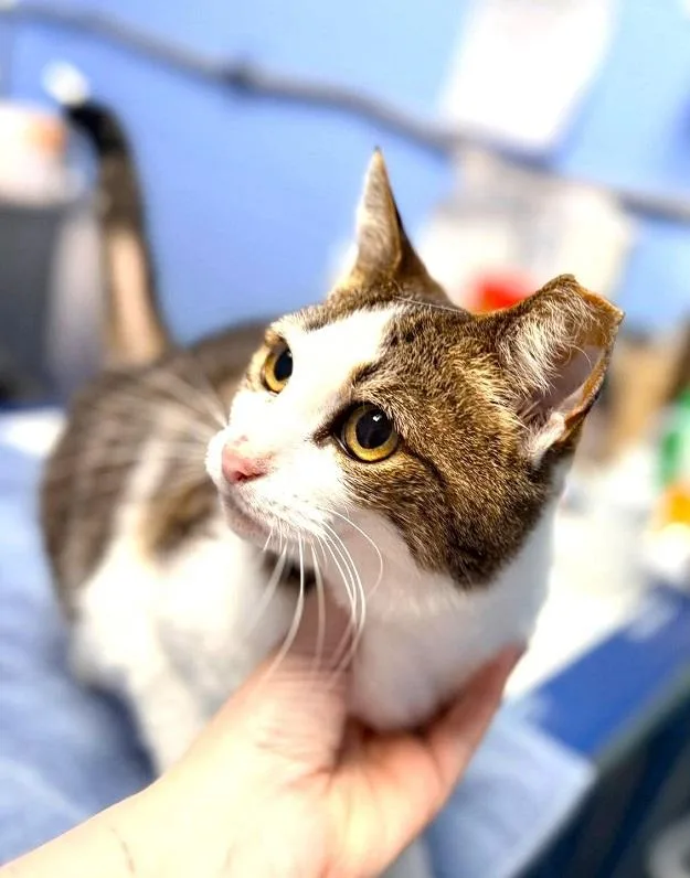 A senior medium-sized female White Domestic Short Hair cat named Candelabra for adoption in Pegram, TN