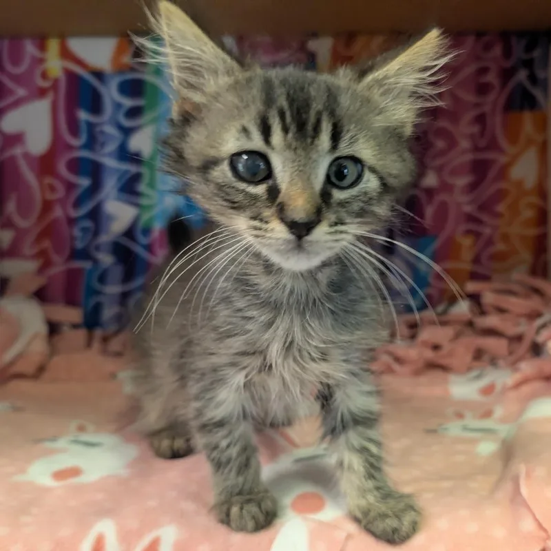 A baby small-sized male Brown / Chocolate Domestic Short Hair cat named Layton for adoption in Naples, FL