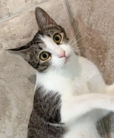 An adult medium-sized female Domestic Short Hair cat named Darby Rose for adoption in Encinitas, CA