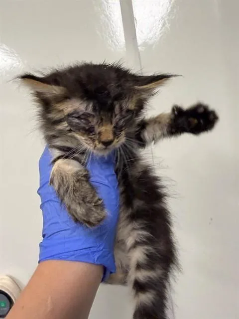 A baby small-sized female Domestic Long Hair cat named Angelica for adoption in Ontario, CA