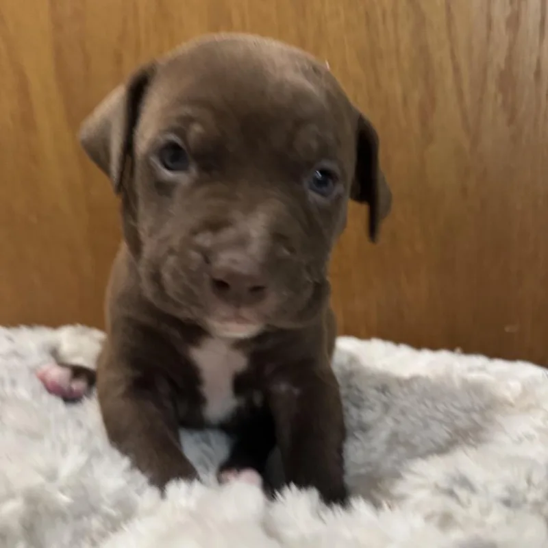 A baby medium-sized female Brown / Chocolate Pit Bull Terrier dog named Dory for adoption in Bristol, IN