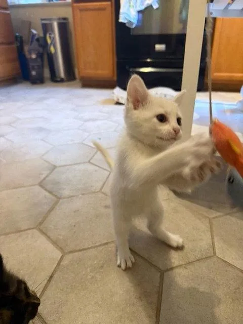 A young small-sized male White Domestic Short Hair cat named Daruk for adoption in Aurora, CO