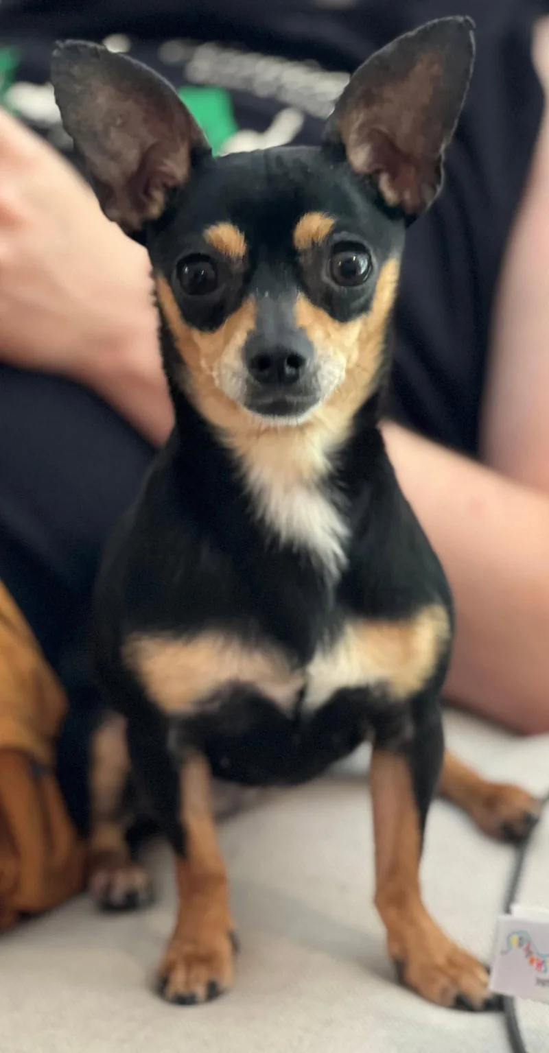 An adult small-sized female Chihuahua dog named Foxy Gatlin for adoption in Saunderstown, RI