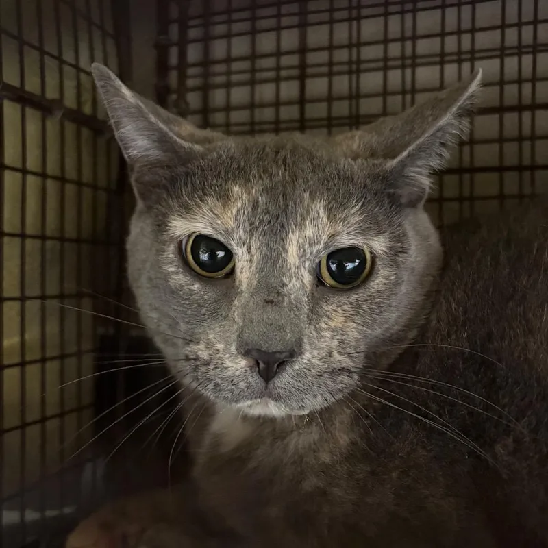 An adult medium-sized female Domestic Short Hair cat named Pepper for adoption in Yuma, AZ