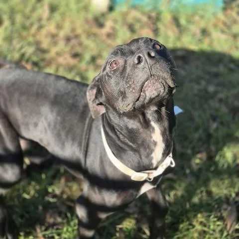 An adult medium-sized male Black Pit Bull Terrier dog named Noble for adoption in Dover, AR