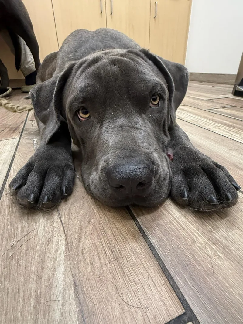 A young large-sized male Gray / Blue / Silver Labrador Retriever dog named Beau for adoption in Santa Monica, CA
