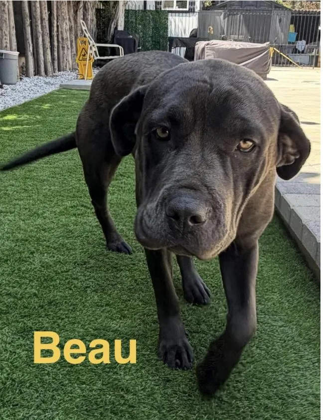 Beau thumbnail 3