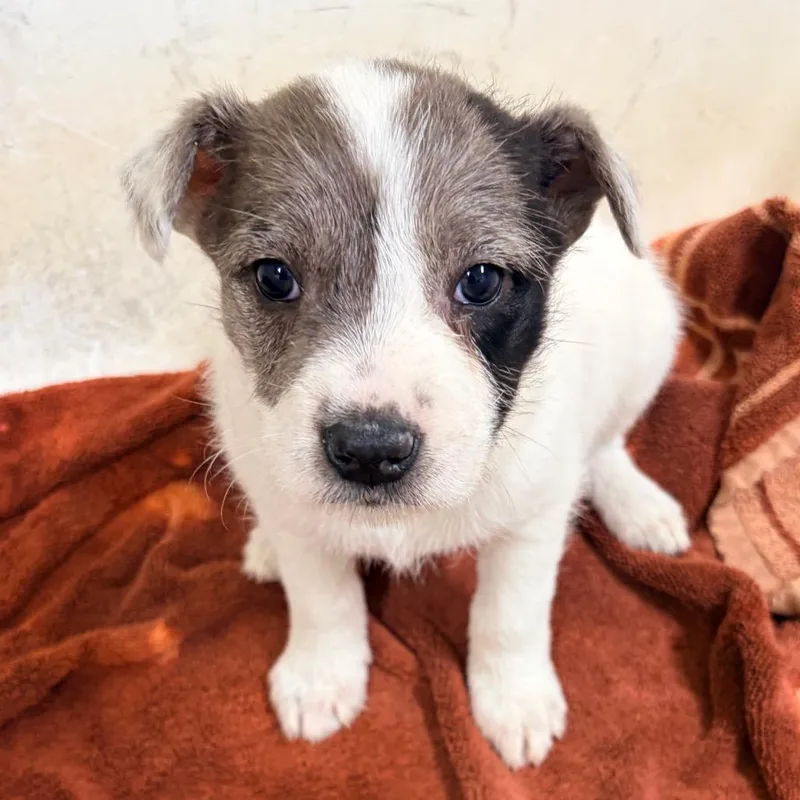 A baby small-sized female White / Cream Wire Fox Terrier dog named Tulip for adoption in Palestine, TX