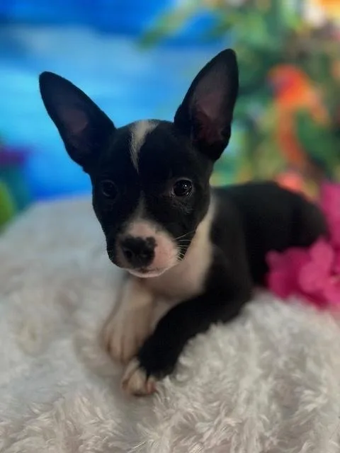 Lani