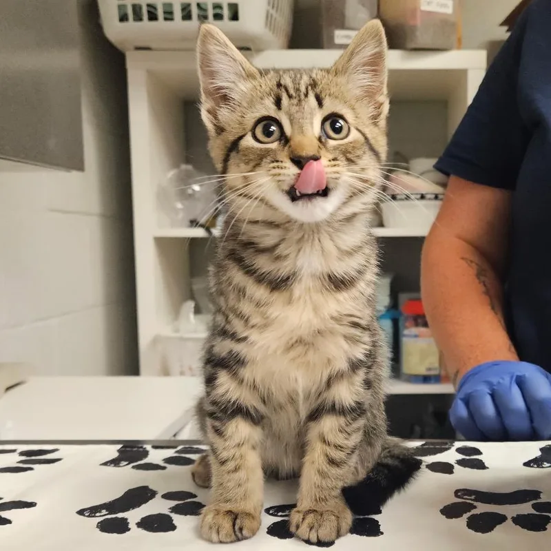 A baby small-sized male Brown / Chocolate Domestic Short Hair cat named Dinner for adoption in Birdsboro, PA