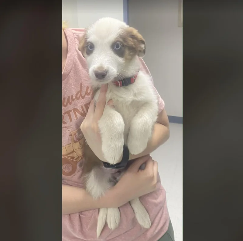 A baby medium-sized female Golden Australian Shepherd dog named Anna for adoption in Uxbridge, MA