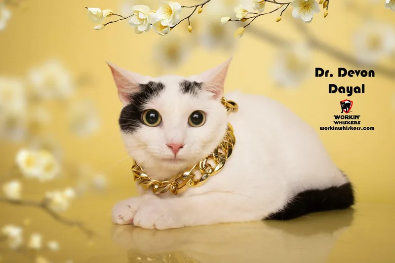 A young medium-sized male Black Turkish Van cat named Dr Devon Dayal for adoption in HEMET, CA