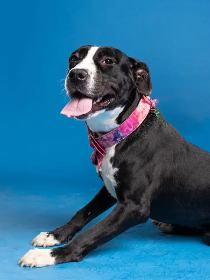 An adult medium-sized female Mixed Breed dog named Ivy Thorn for adoption in Atlanta, GA