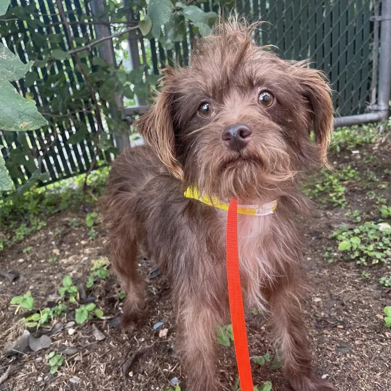 An adult small-sized female Brown / Chocolate Terrier dog named Brownie for adoption in Wimberley, TX